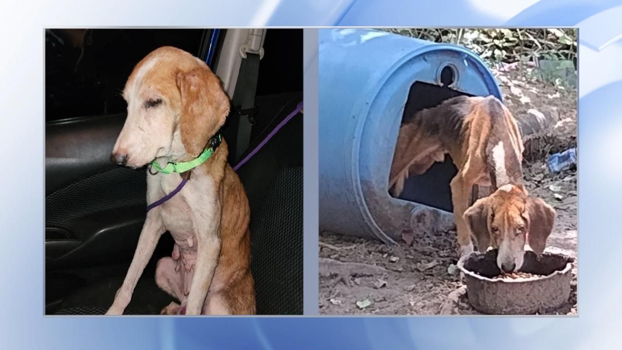 Update: Number of Animals Rescued in NC Raid Climbs to Nearly 700