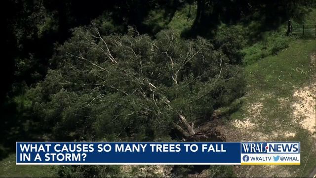 What causes so many trees to fall in a storm?
