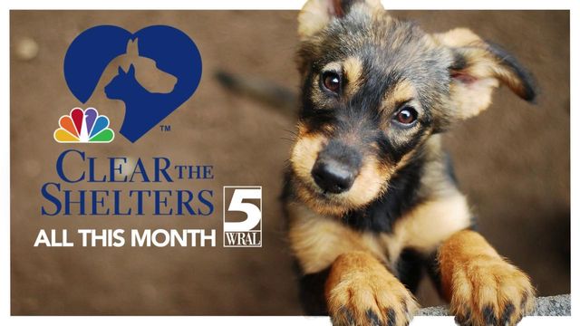 Clear the Shelters: Give a fur baby a forever home