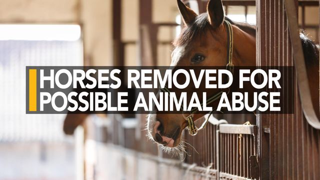 Horses removed from Cumberland County farm