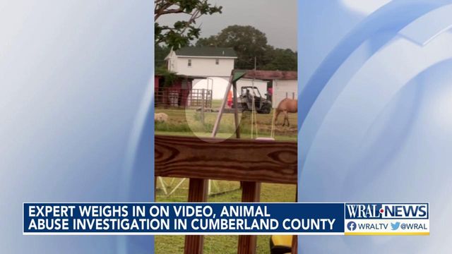 Expert weighs in on video, animal abuse investigation in Cumberland County
