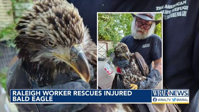 Bald eagle rescued in Raleigh, horse removed from pool