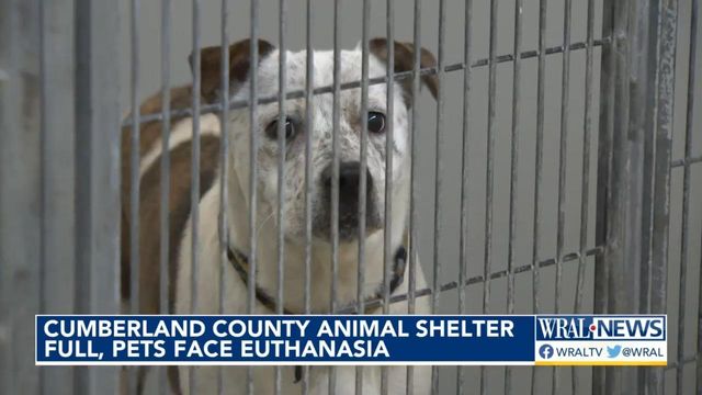 Cumberland County animal shelter full, pets face euthanasia  
