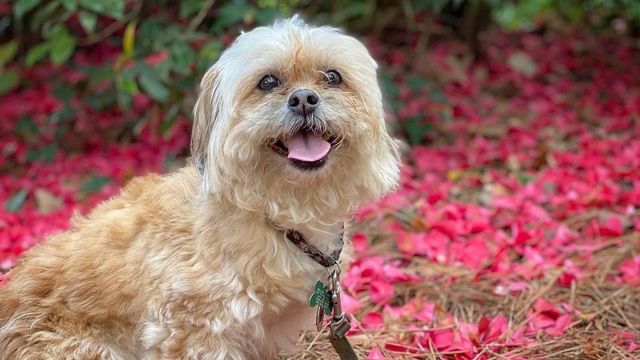 Carolina Panthers sports pet supplies for dogs