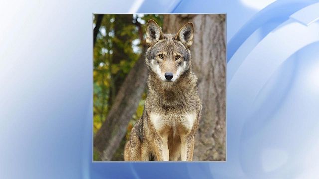 There are only 13 known wild red wolves in eastern North Carolina, according to the Center for Biological Diversity. Photo courtesy of the Center for Biological Diversity. There are only 13 known wild red wolves in eastern North Carolina, according to the Center for Biological Diversity. Photo courtesy of the Center for Biological Diversity.