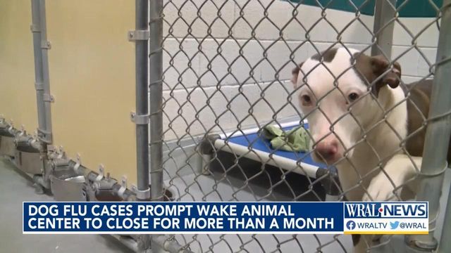 Dog flu cases prompt Wake Animal Center to close for more than a month 