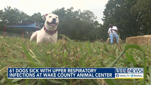 61 Dogs sick with upper respiratory infections at Wake County Animal Center   