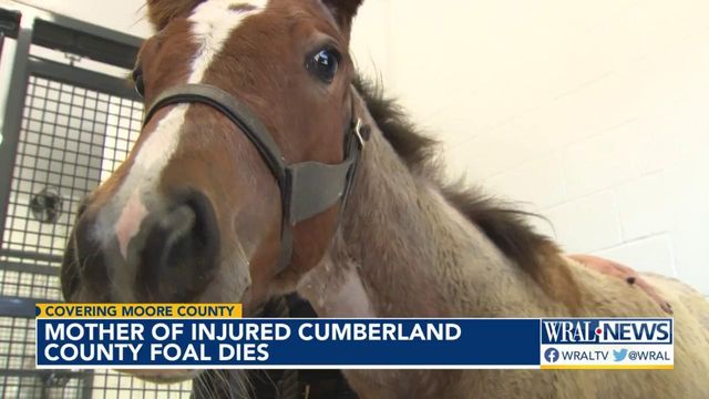 Recovery for formerly abused horse hits snag with mother's death