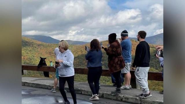 8 miles of Blue Ridge Parkway closed after guests try to hold bears