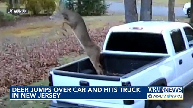 Deer jumps over car and hits truck in New Jersey  