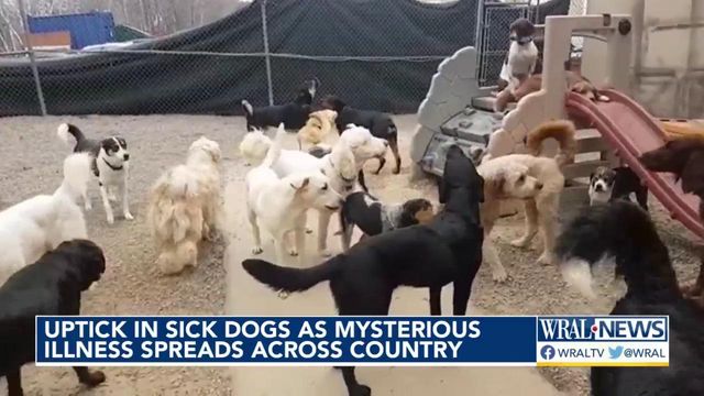 Uptick in sick dogs as mysterious illness spreads across country 