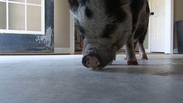 NC man enjoys Thanksgiving with pet pig