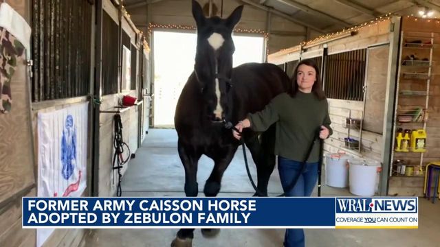 Former Army caisson horse adopted by Zebulon family