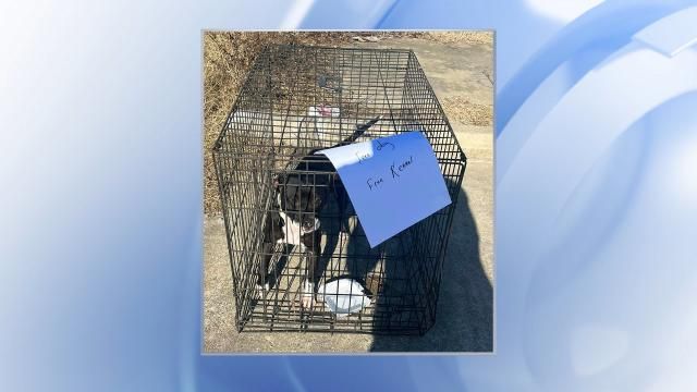 Smithfield family takes in dog found abandoned in crate at intersection ...