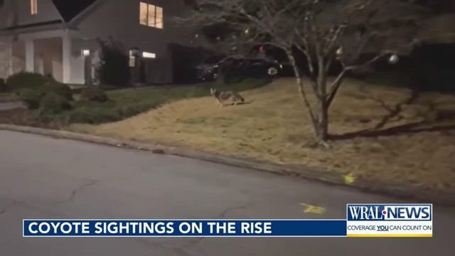 Coyote sightings on the rise in Wake County