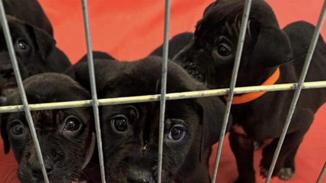 Homeless man leaves puppies at Fayetteville shelter with emotional note after mother hit by car