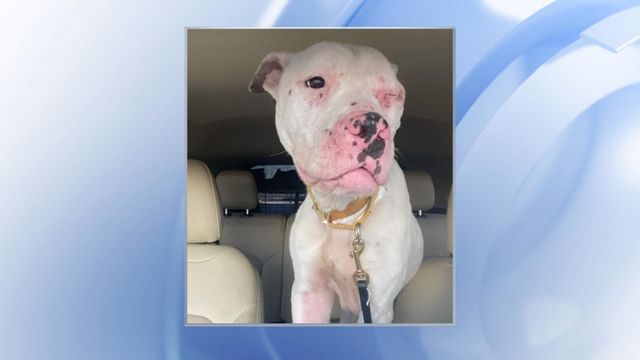 Couple says dog has serious wounds after stay with Franklin County kennel