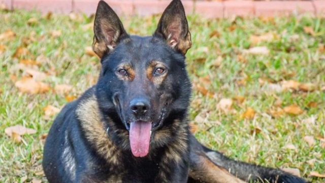 K-9's move to Dunn animal shelter sparks outrage from some
