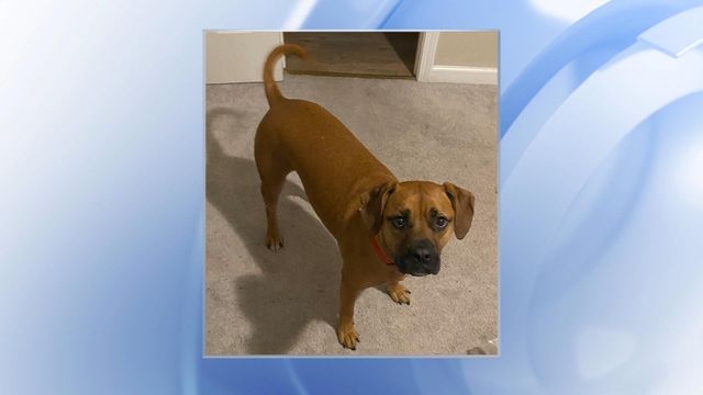 Search for emotional support dog a frustrating battle for Raleigh family