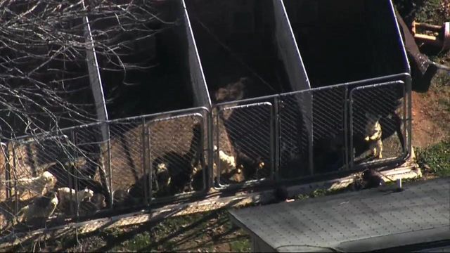 Sky 5: Animal cruelty investigation at Chatham County home continues