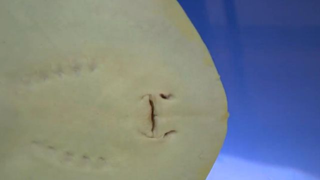 NC stingray may have been impregnated by shark