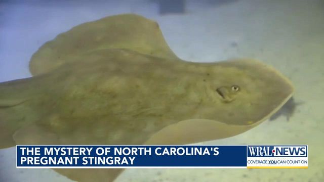 The mystery of North Carolina's pregnant stingray  