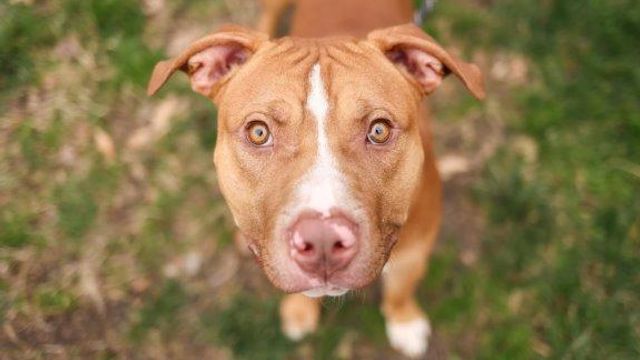 Wake County Animal Center: Tater Tot courtesy of @fivefreedomsphotography Wake County Animal Center: Tater Tot courtesy of @fivefreedomsphotography