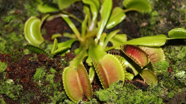Two people charged with stealing nearly 600 Venus flytraps