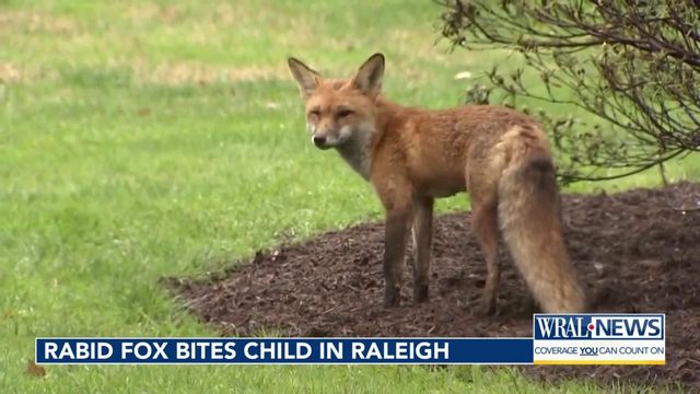 Wake County issues rabies alert after fox bites child in Raleigh