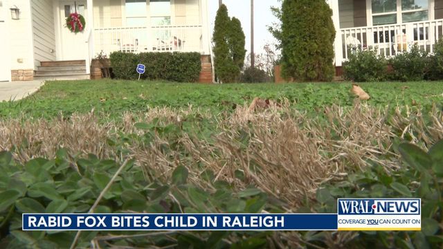 Rabid fox bites child in Raleigh  