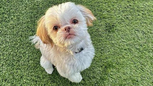 Community Pet Days. Community Pet Days.