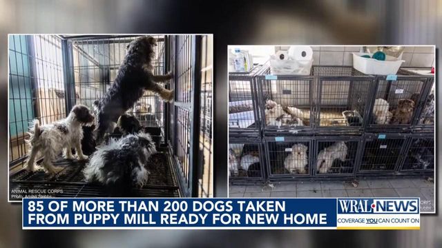 85 of more than 200 dogs taken from puppy mill ready for new home  
