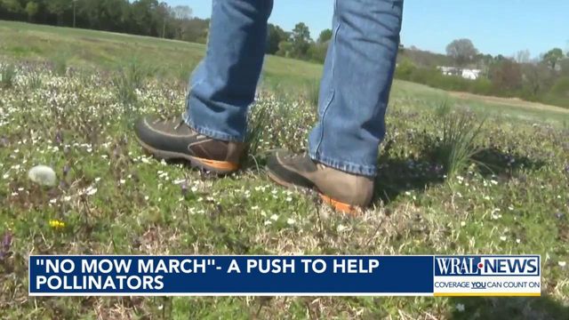 'No mow March' a push to help pollinators