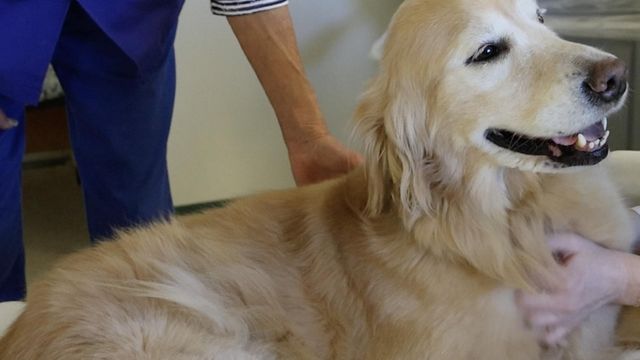 Therapy dogs at Duke and UNC-CH bring a furry dose of relief to patients