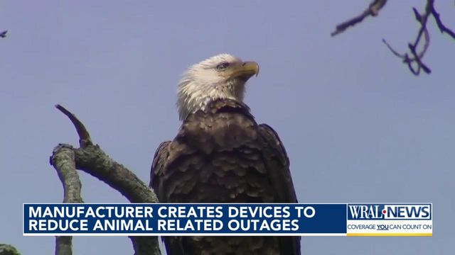 Manufacturer creates devices to reduce animal-related outages 