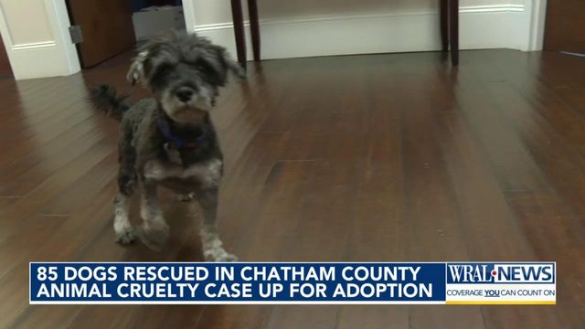 85 dogs rescued in Chatham County animal cruelty case up for adoption
