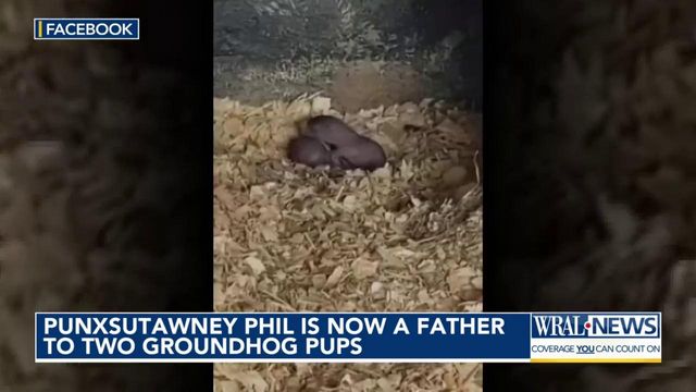 Punxsutawney Phil is a dad! Look at his two new adorable baby groundhogs 