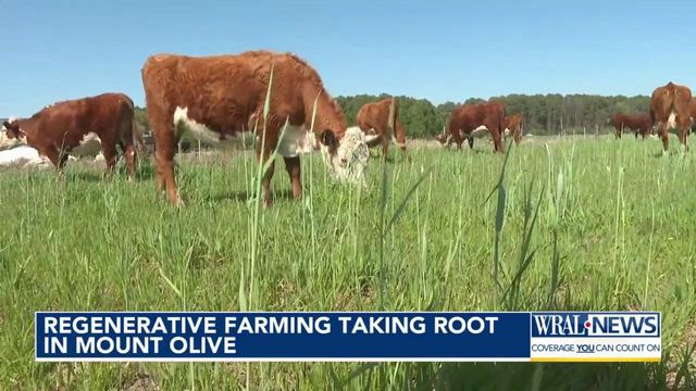 Regenerative farming taking root in Mount Olive