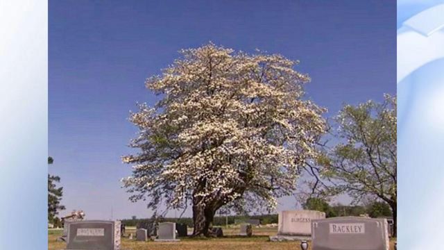 World's largest dogwood grows in rural NC cemetery