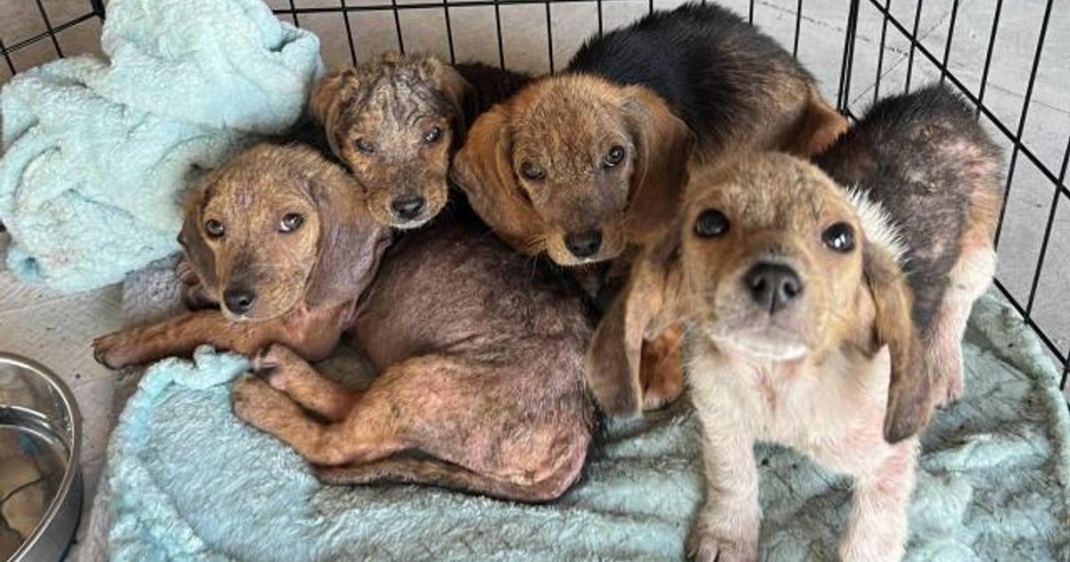 Beagle puppies found abandoned in dumpster, sore and unwell, rescued at ...