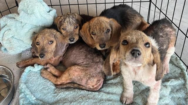 Triangle Beagle Rescue have a litter of puppies who were found in a dumpster. Image courtesy of Triangle Beagle Rescue. Triangle Beagle Rescue have a litter of puppies who were found in a dumpster. Image courtesy of Triangle Beagle Rescue.