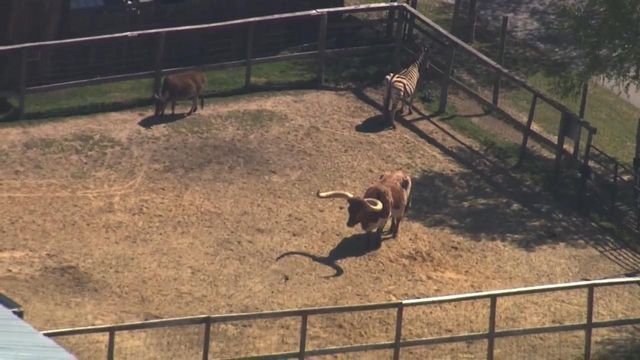 Edgecombe zoo had animal attacks, escapes, according to reports