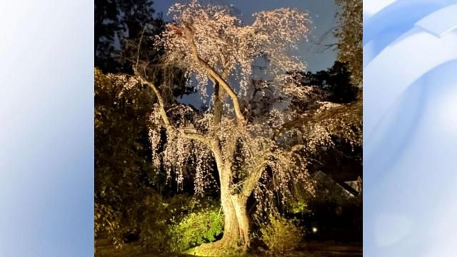 Century-old weeping cherry tree hold unique history in Wake Forest