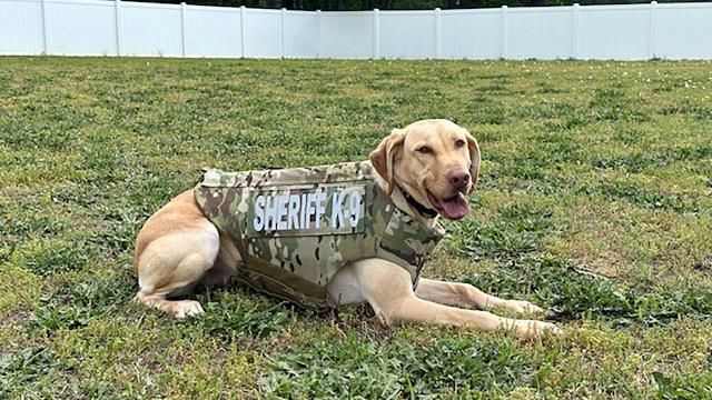 Freya is a K9 unit with the Nash County Sheriff's Office. She was gifted a bulletproof and stabproof vest by a non-profit.