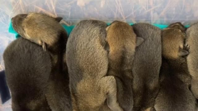 A litter of seven red wolf pups at the Museum of Life and Science.
