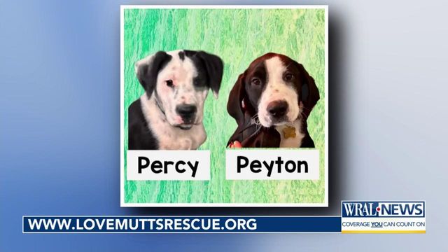 Pet of the Day: April 28, 2024