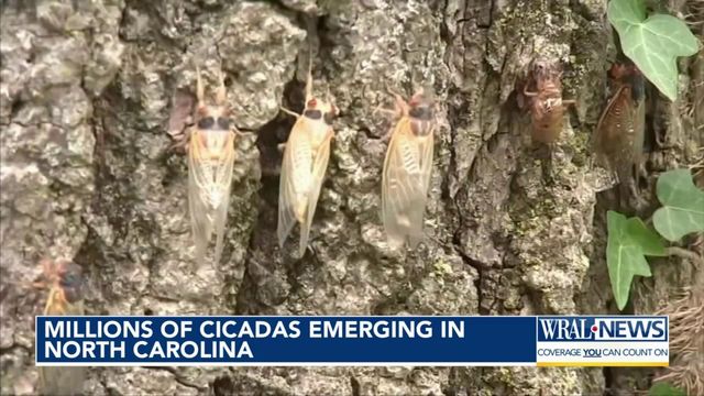 Millions of cicadas emerging in NC