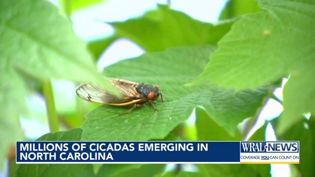 Millions of cicadas emerging in North Carolina