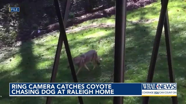 Ring camera catches coyote chasing dog at Raleigh home 