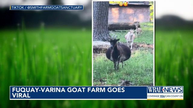 Fuquay-Varina goat farm goes viral 